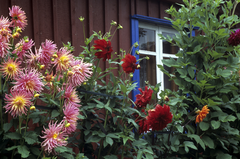 Fenster Zum Garten